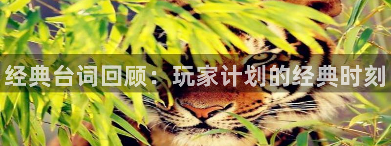 db电竞服装分店有几家：经典台词回顾：玩家计划的经典时刻