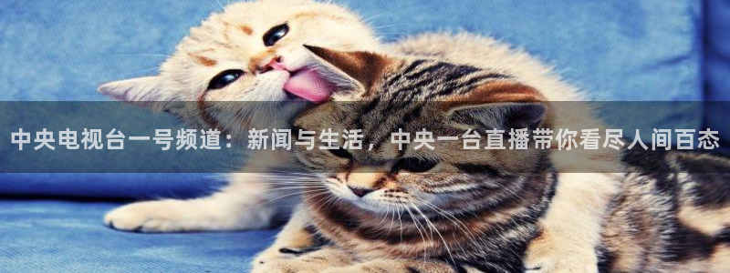 nba在线直播蜘蛛直播：中央电视台一号频道：新闻与生活，中央一台直播带你看尽人间百态
